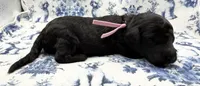 Rose Quartz, a female Poodle - Standard  for sale in Zebulon, NC – 6 of 10