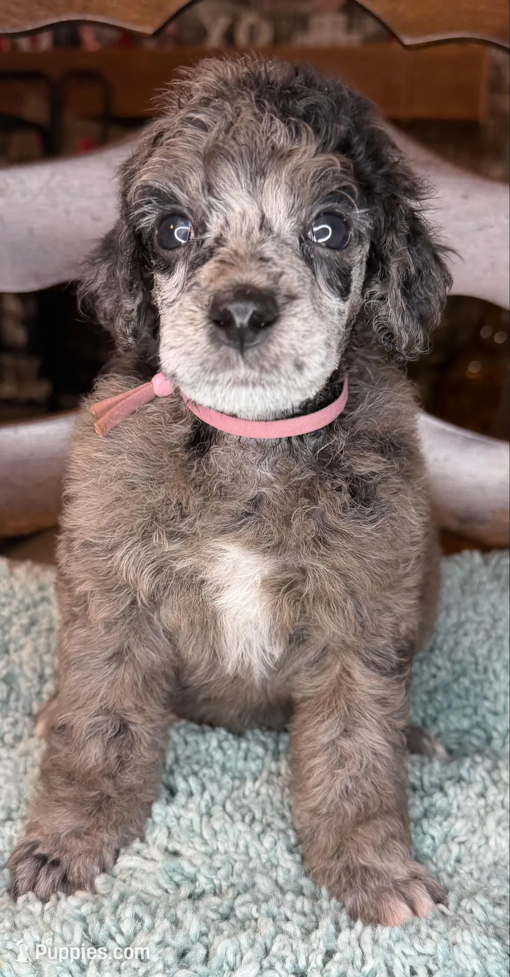 Squash – Poodle - Standard  puppy for sale in Zebulon, NC