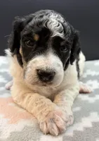 Plum (Tricolor), a female Poodle - Standard  for sale in Zebulon, NC – Photo 7 of 8