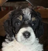 Plum (Tricolor), a female Poodle - Standard  for sale in Zebulon, NC – Photo 3 of 8