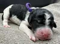 Plum, a female Poodle - Standard  for sale in Zebulon, NC – Photo 4 of 5