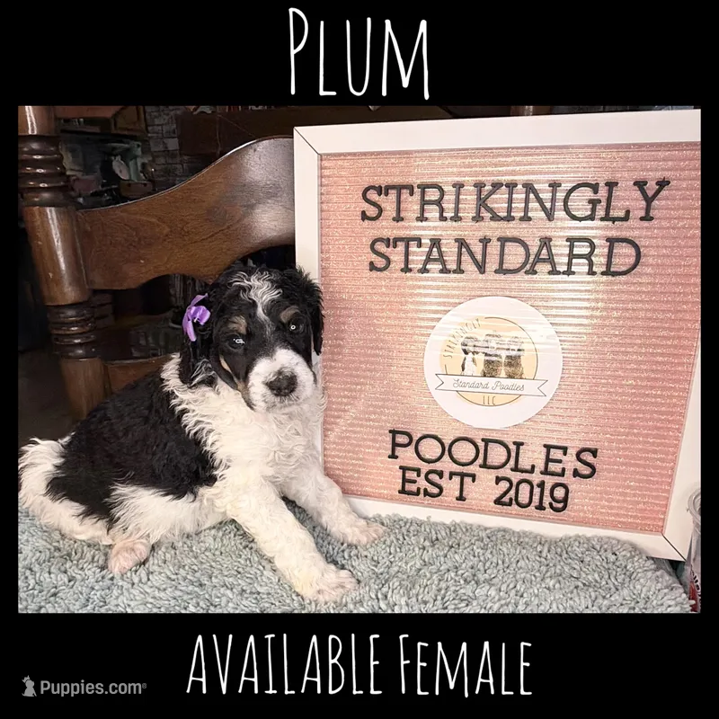 Plum (Tricolor) – Poodle - Standard  puppy for sale in Zebulon, NC