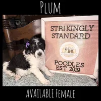 Plum (Tricolor), a female Poodle - Standard  for sale in Zebulon, NC – Photo 6 of 8