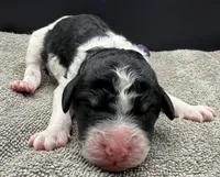 Plum, a female Poodle - Standard  for sale in Zebulon, NC – Photo 3 of 5