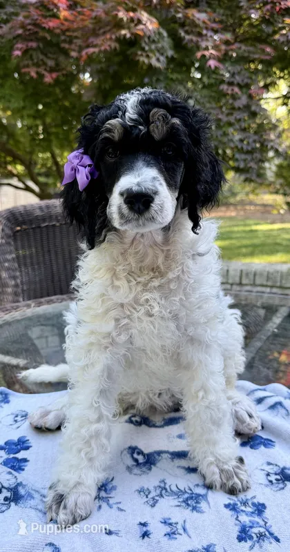 Plum (Tricolor) – Poodle - Standard  puppy for sale in Zebulon, NC