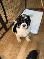 Plum (Tricolor), a female Poodle - Standard  for sale in Zebulon, NC – Photo 5 of 8