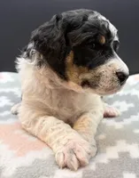 Plum (Tricolor), a female Poodle - Standard  for sale in Zebulon, NC – Photo 8 of 8