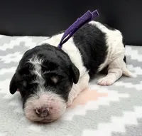 Plum (Tricolor), a female Poodle - Standard  for sale in Zebulon, NC – Photo 3 of 7