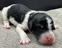 Plum, a female Poodle - Standard  for sale in Zebulon, NC – Photo 2 of 5