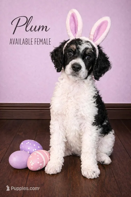 Plum (Tricolor) – Poodle - Standard  puppy for sale in Zebulon, NC