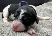 Plum, a female Poodle - Standard  for sale in Zebulon, NC – Photo 1 of 5