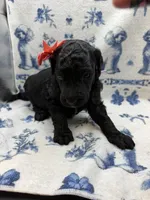 Rose Quartz, a female Poodle - Standard  for sale in Zebulon, NC – 2 of 10