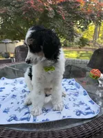 Lemon (Tricolor), a male Poodle - Standard  for sale in Zebulon, NC – Photo 3 of 6