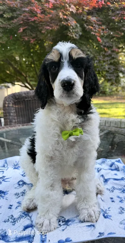 Lemon (Tricolor) – Poodle - Standard  puppy for sale in Zebulon, NC