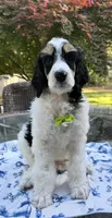 Lemon (Tricolor), a male Poodle - Standard  for sale in Zebulon, NC – Photo 1 of 6