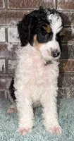 Lemon (Tricolor), a male Poodle - Standard  for sale in Zebulon, NC – Photo 6 of 6