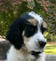 Lemon (Tricolor), a male Poodle - Standard  for sale in Zebulon, NC – Photo 2 of 6