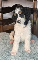 Lemon (Tricolor), a male Poodle - Standard  for sale in Zebulon, NC – Photo 5 of 6