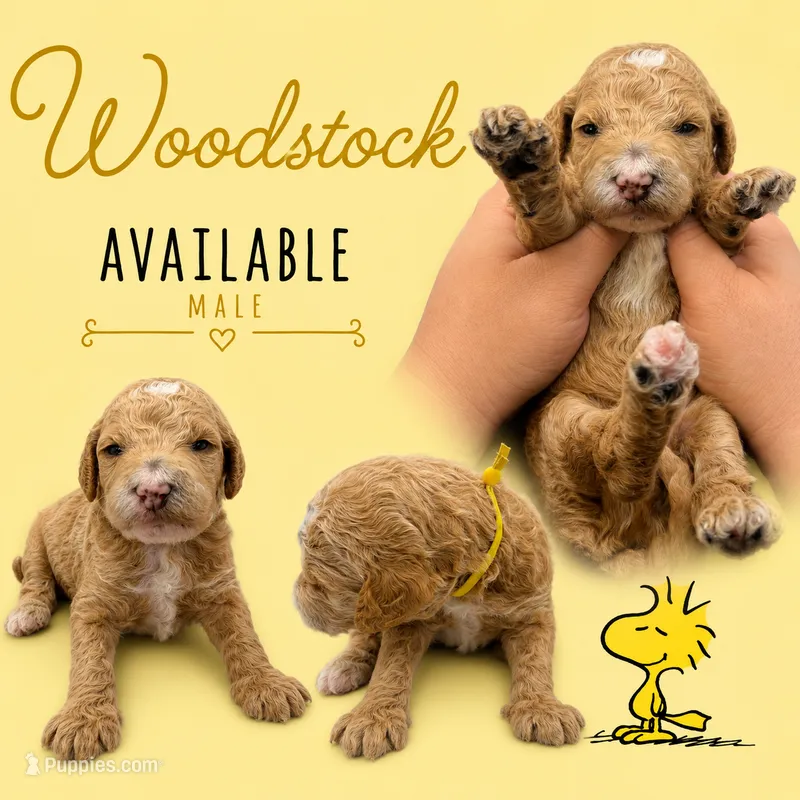Woodstock  – Poodle - Standard  puppy for sale in Zebulon, NC