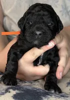 Tiger’s Eye, a female Poodle - Standard  for sale in Zebulon, NC – 4 of 7