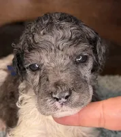 Potato (partial blue eye), a male Poodle - Standard  for sale in Zebulon, NC – Photo 5 of 5