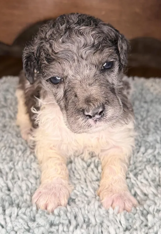 Potato – Poodle - Standard  puppy for sale in Zebulon, NC