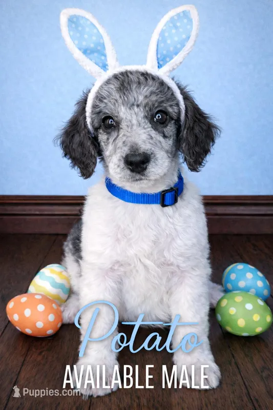 Potato (partial blue eye) – Poodle - Standard  puppy for sale in Zebulon, NC