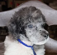 Potato (partial blue eye), a male Poodle - Standard  for sale in Zebulon, NC – Photo 3 of 5