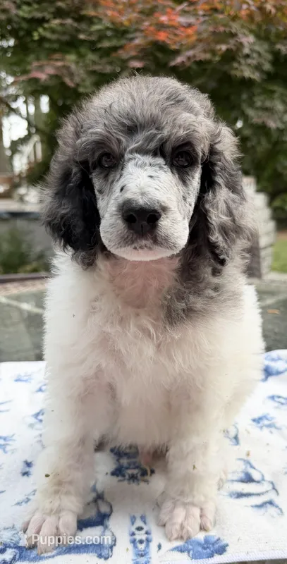 Potato (partial blue eye) – Poodle - Standard  puppy for sale in Zebulon, NC
