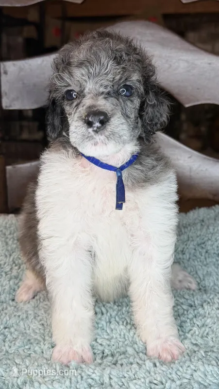 Potato – Poodle - Standard  puppy for sale in Zebulon, NC