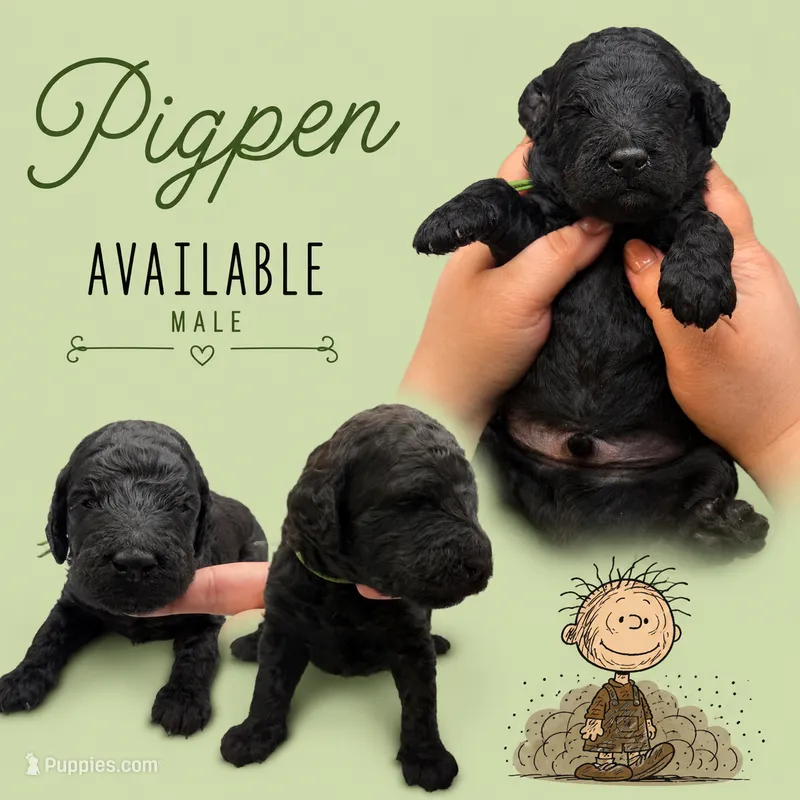 Pigpen – Poodle - Standard  puppy for sale in Zebulon, NC