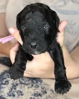 Rose Quartz, a female Poodle - Standard  for sale in Zebulon, NC – 3 of 10