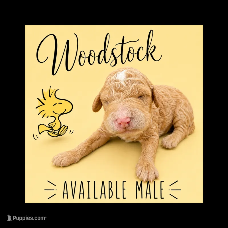 Woodstock  – Poodle - Standard  puppy for sale in Zebulon, NC
