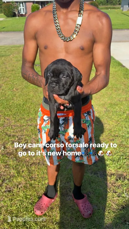 Bear – Cane Corso puppy for sale in Theodore, AL