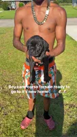 Bear, a male Cane Corso for sale in Theodore, AL – 1 of 1