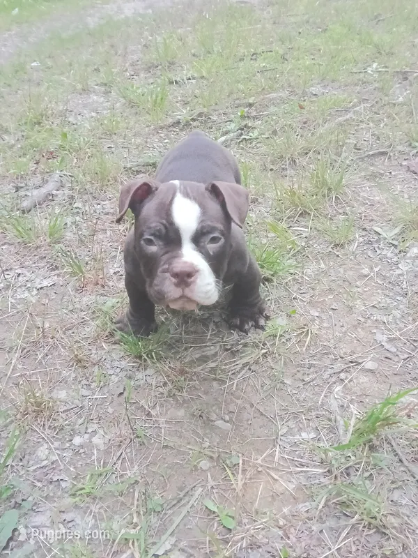 Hershe – American Bully puppy for sale in Erie, PA