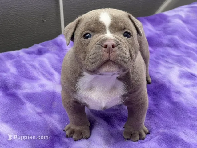 Ace – American Bully puppy for sale in Erie, PA