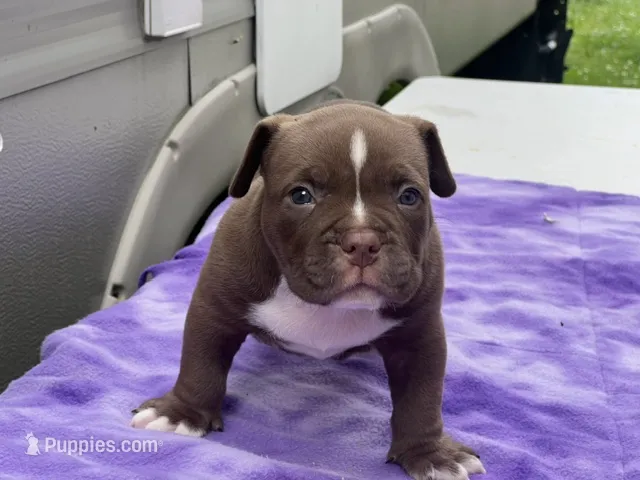 Snuker- Bar – American Bully puppy for sale in Erie, PA