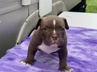 Snuker- Bar, a male American Bully for sale in Erie, PA – 1 of 1
