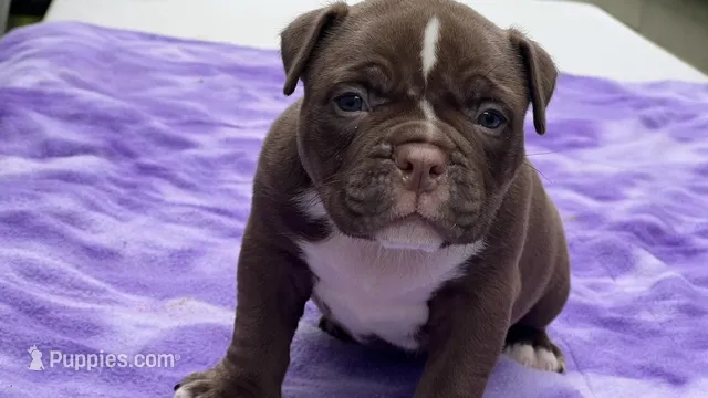 DW – American Bully puppy for sale in Erie, PA