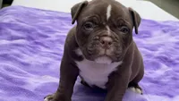DW, a male American Bully for sale in Erie, PA – 1 of 1