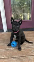 Bright Pink, a female Belgian Malinois for sale in Dyersville, IA – 1 of 1