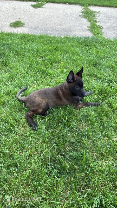 Lime Green  – Belgian Malinois puppy for sale in Dyersville, IA