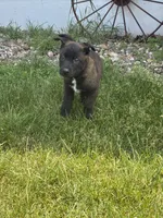 Lime Green , a male Belgian Malinois for sale in Dyersville, IA – 2 of 2