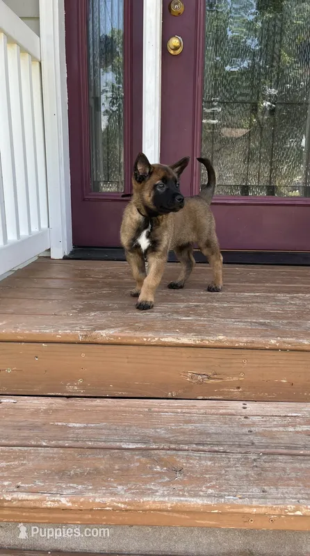 Black – Belgian Malinois puppy for sale in Dyersville, IA
