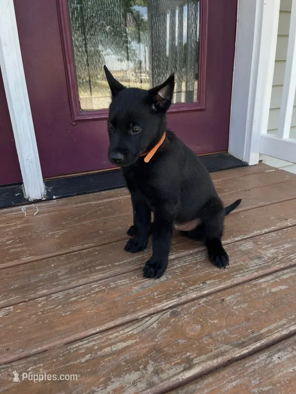 Orange  – Belgian Malinois puppy for sale in Dyersville, IA