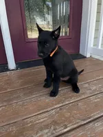 Orange , a male Belgian Malinois for sale in Dyersville, IA – 1 of 1