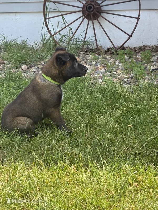 Lime Green  – Belgian Malinois puppy for sale in Dyersville, IA