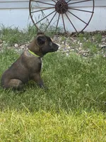 Lime Green , a male Belgian Malinois for sale in Dyersville, IA – 1 of 2