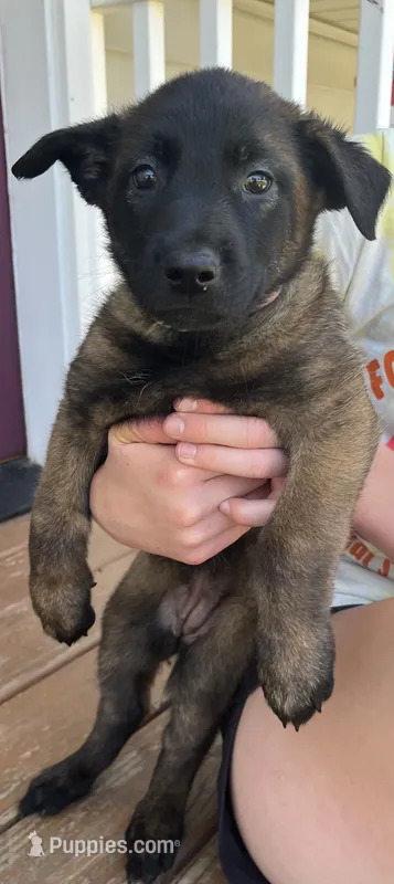 Light pink – Belgian Malinois puppy for sale in Dyersville, IA